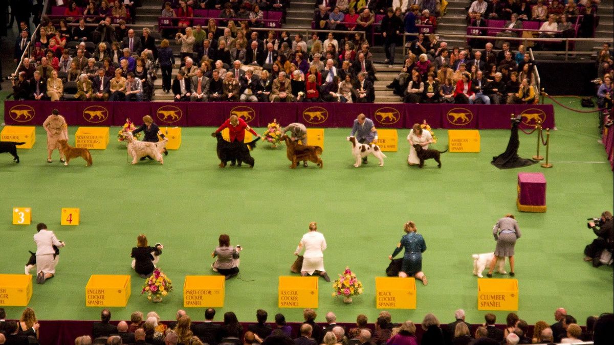 Corona Virus Infection Cases Soar, Westminster Kennel Club Annual 2022 Show Postponed