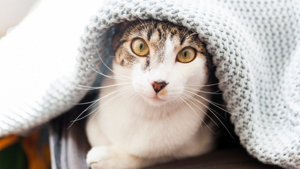 猫中的陶林缺乏症,危险吗?了解症状和克服方法