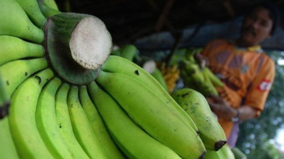 カルティム、シンガポールにバナナを輸出、契約金額は374億4,000万ルピア