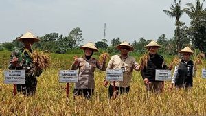 Kementan Sebut Stok Benih Padi Februari 2025 Tersedia 14.000 Ton