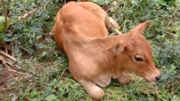 アチェ・タミアンでは合計1,881頭の牛が口と爪の病気に罹患し、そのうち13頭が死亡した。