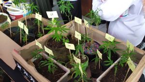 Pria 37 Tahun di Bandung 'Bertani' 43 Pohon Ganja, Dijual Kering per 5 Gram Seharga Rp500 Ribu