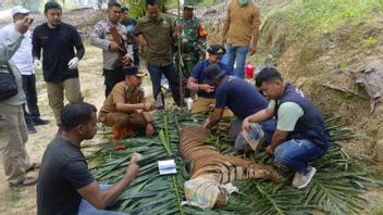 Harimau Masuk Perangkap di Aceh Timur Direlokasi ke Hutan Lindung