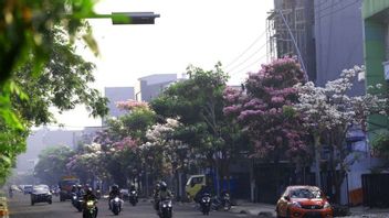Bunga Tabebuya Kembali Bermekaran, Bikin Cantik Kota Surabaya