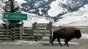 Accused Of Kicking Bison While Drunk In National Park And Injured, This Man Was Arrested And Faced With Four Indictments
