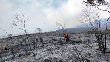 BNPB Calls Forest And Land Fires In Lereng Gunung Can Trigger Flash Floods