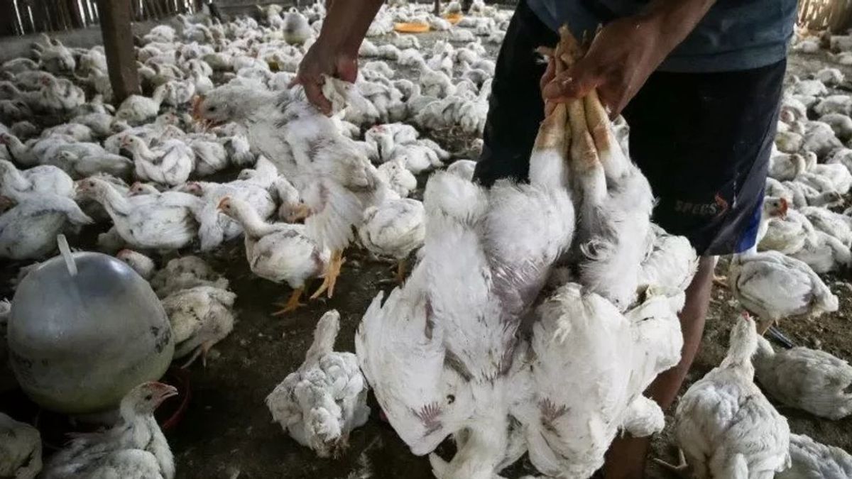 鳥インフルエンザの予測、ジャヤプラ検疫センター、違法な養鶏を破壊する