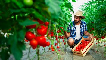 Chinese Scientists Reveal New Ways To Make Tomatoes Sweeter