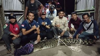The Big Crocodile That Worry About Inhil Riau Residents Was Evacuated