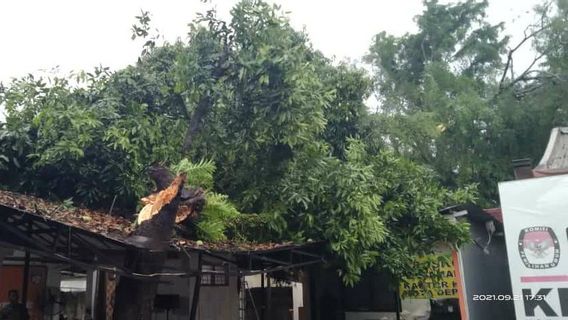 Le Bureau De KPU Depok Jebol Frappé Par La Faille Du Manguier Pendant La Pluie Et Les Vents Forts