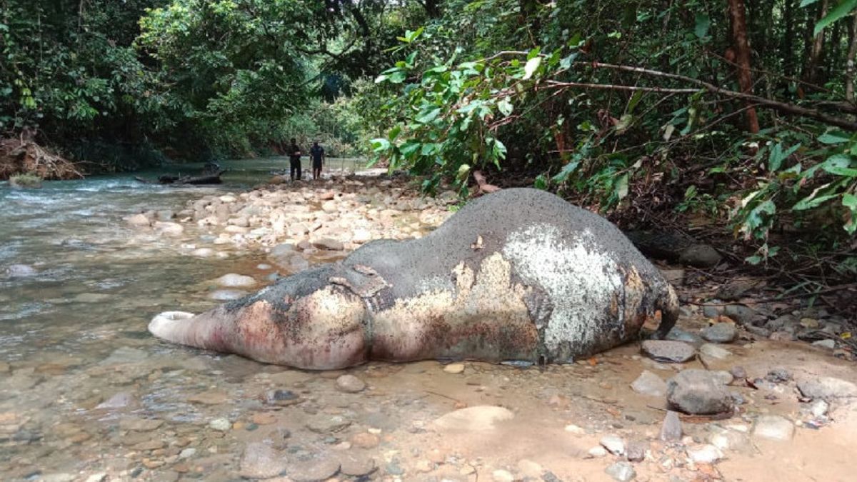 BKSDA Investigate Elephant Death In West Aceh