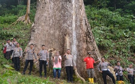 Pohon Raksasa di Malintang Sumbar Disiapkan Jadi Tujuan Wisata