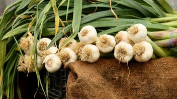 There Is No Political Interest Behind Garlic Imports