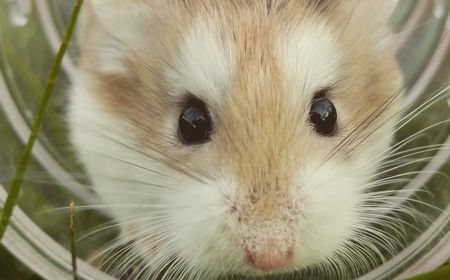 Penelitian Menggunakan Hamster Suriah Ungkap Kemanjuran Obat Maag Ranitidine untuk COVID-19