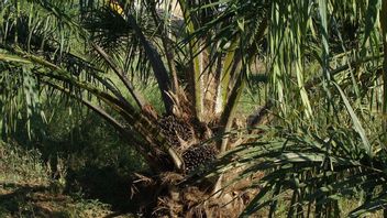 3 Types Of Diseases In Palm Oil Plants And How To Overcome Them