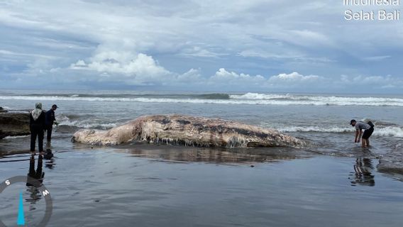 A Week, 3 Whales And 2 Dead Dolphins In Bali, NTT And East Java Waters