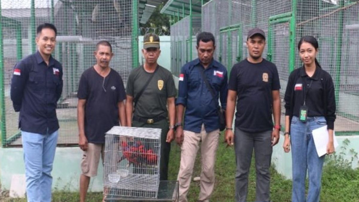 Dozens Of Nuri Birds Were Secured By The KLHK Gakkum From The Hands Of Wildlife Sellers In Ambon