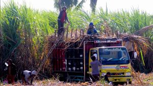 rappeler l’impact de la pollution, le gouvernement provincial de Lampung a supprimé sa politique de combustion des terres lors de la récolte de canne