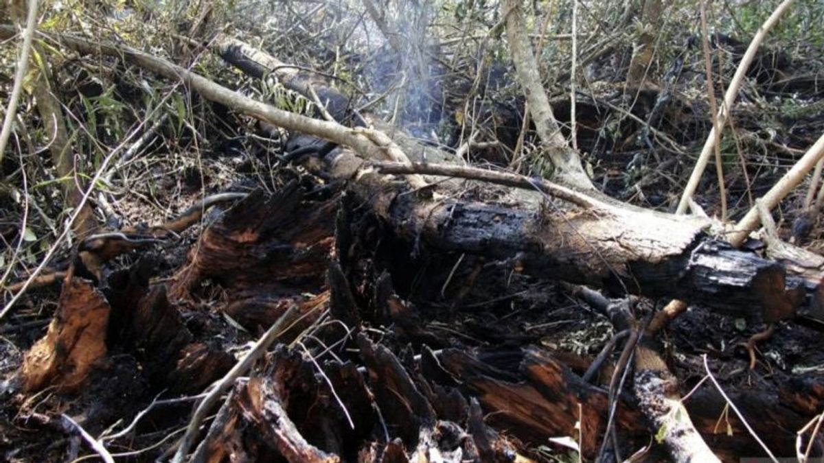 Polda Riau Tangkap 7 Dalang Kebakaran Hutan dan Lahan