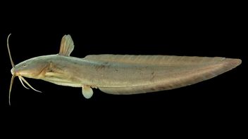 Don't Panic! Get To Know The Sembilang Fish Myth So You Know The Real Facts