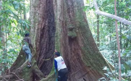 Sosialisasikan Konservasi Tahura Trumon, Pemkab Aceh Selatan Susun Rencana Pengelolaan 20 Tahun