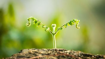 What Are The Developments Of Alami's Vegetatives In Plants? Find Out The Types Here