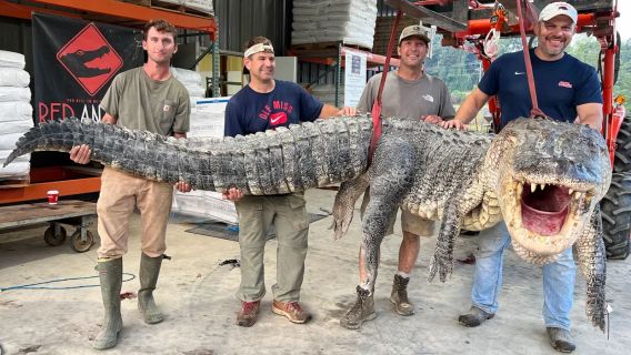 猎人团体能够打破有史以来被捕的最长鳄鱼记录