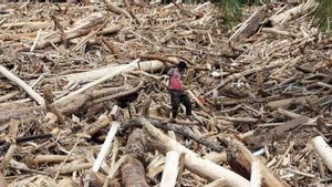 Tim Gabungan Investigasi Kayu Gelondongan Banjir Sumatera, Menhut: Bila Ditemukan Unsur Pidana Dihukum Tegas