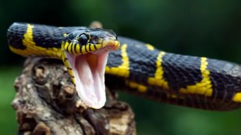 Dozens Of Tails Have Been Found, The Search For Snakes In Matraman's Empty House Is Constrained By Home Owners' Regulations