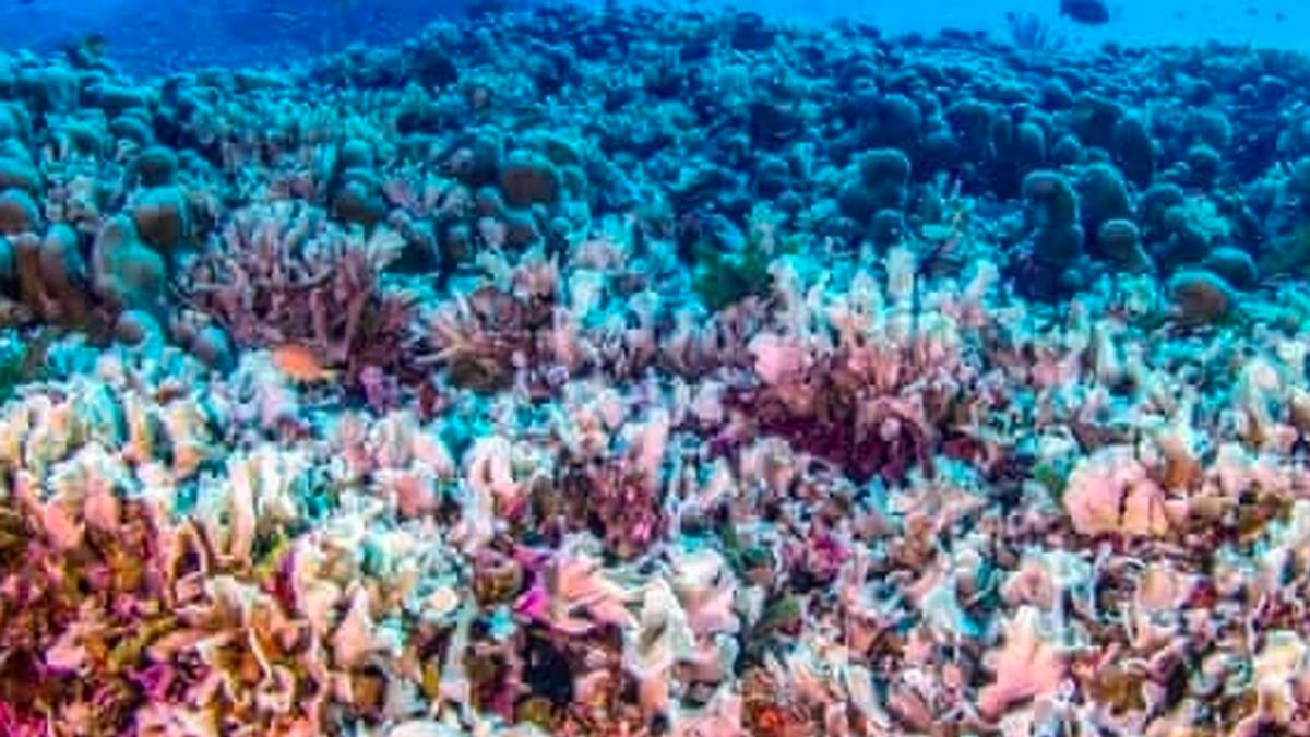 World's Largest Coral Found In Solomon Islands