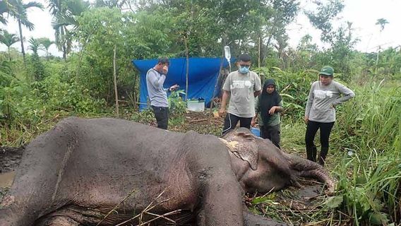 Sempat Diobati Tim BKSDA, Gajah Usia 30 Tahun di Aceh Besar Mati Akibat Infeksi Sistemik