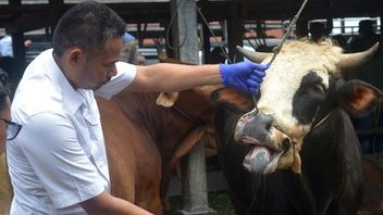 Unpad教授が全国の食肉ストックとして使用したいFMD感染動物をハイライト