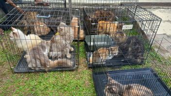 Lampung Provincial Government Intensifies Rabies Vaccination For Pets