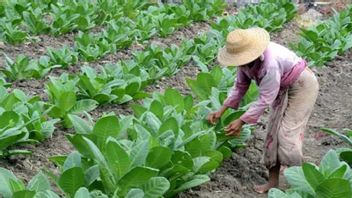 Good News, Pamekasan Regency Government Allocates Rp22 Billion For Tobacco Workers' BLT