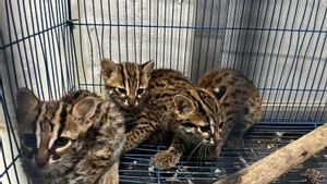 Kemenhut Tangkap Pedagang Kucing Kuwuk di Medan