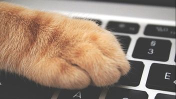 Ahli Ungkap Alasan Kucing Sering Menyerang Laptop Sang Pemilik