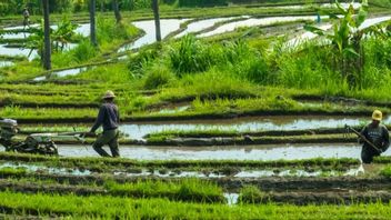 Aceh Sera Fait Une Province Millénaire De Développement Des Agriculteurs