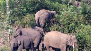 被皮迪3个村庄居民花园破坏的野生大象群