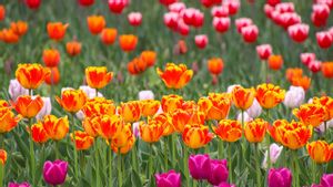 Arti Bunga Tulip Berdasarkan Warna, Mana yang Mewakili Perasaanmu? 