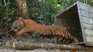 Harimau Sumatra Dilepasliarkan di Taman Nasional Gunung Leuser