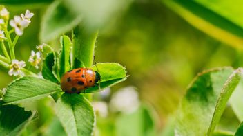 5 Types Of Plant Pests In Organic Gardens That Are Mined For Ecosystems