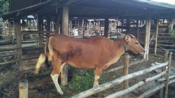Lombok Residents Asked Not To Consume Meat Affected By FMD