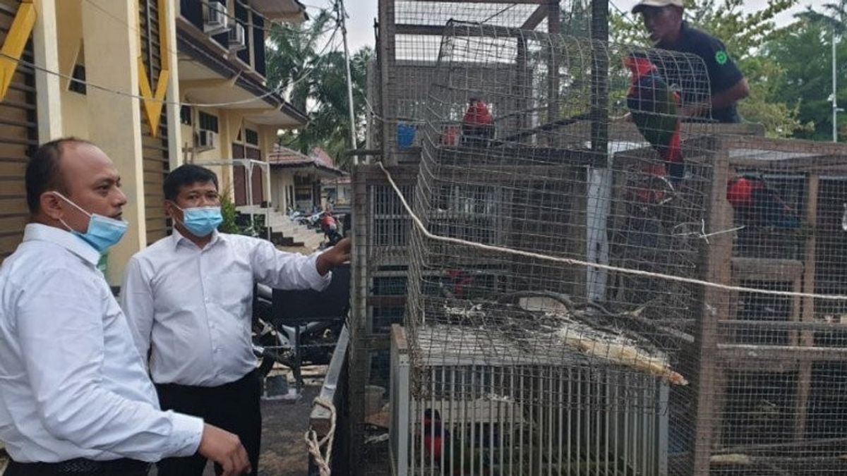 West Kalimantan Regional Police Confiscate 15 Protected Animals And Detain One Person In Mempawah