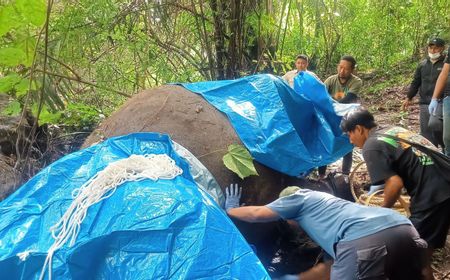 Gajah Molly Mati Terseret Arus Sungai Cengceng Gianyar Bali