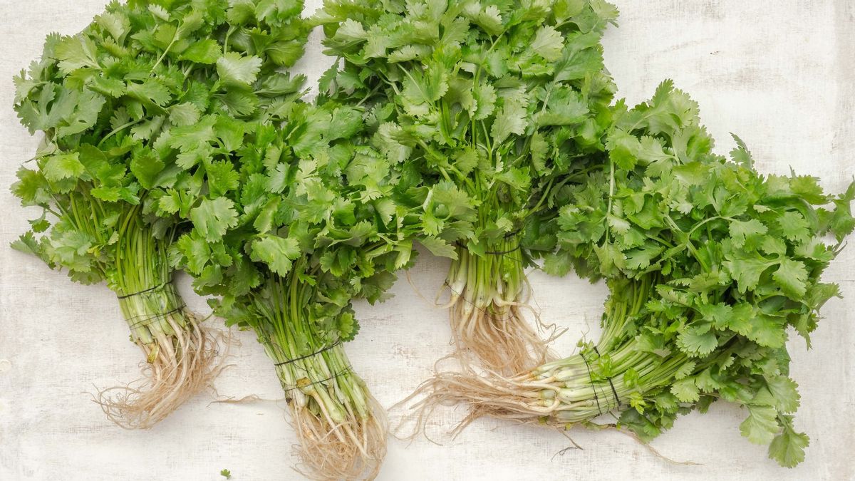 How To Plant Cilantro In Home Cangkaran, Did You Know The Difference Between Celedri And Parsley?