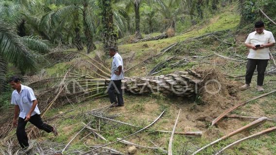アチェ・ジャヤ住民、野生のアフリカゾウが住宅地に接近するのを防ぐために巡回する