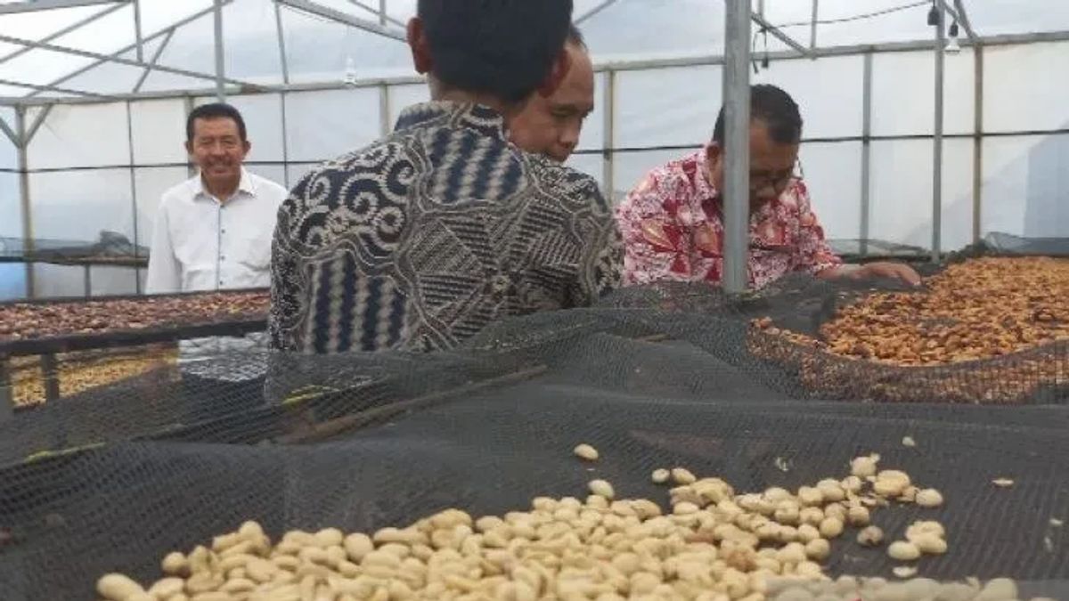 Green Bean Maju Jaya Situmba Gunung Tua Baringin Dapat Bantuan dari PLN