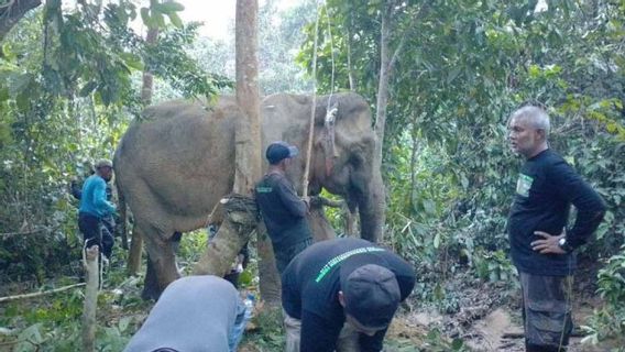 ar, un éléphant blessé entre dans le jardin d’affaires d’Aceh, le BKSDA est sorti sous la surveillance