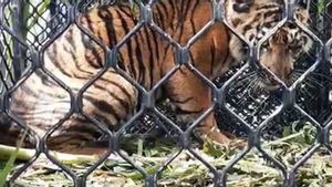 Harimau Sumatra Masuk Perkebunan Warga Aceh Selatan, BKSDA Aceh Lakukan Penindakan