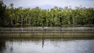 Jokowi Singgung Kerusakan Mangrove, Gubernur Riau Syamsuar Langsung Respons Perbaikan 174 Km2 Hutan Mangrove